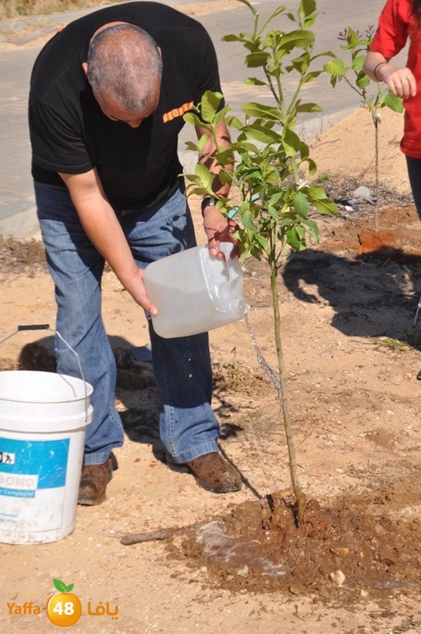 ashjar taso 0328 (23).JPG